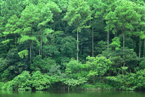 Lake with green tree — Stock Photo, Image