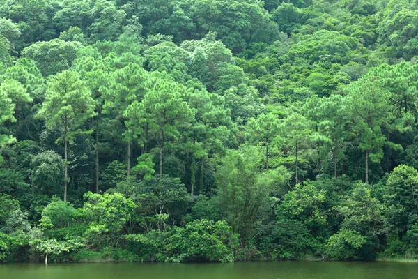 Jezioro z zielonym drzewem — Zdjęcie stockowe