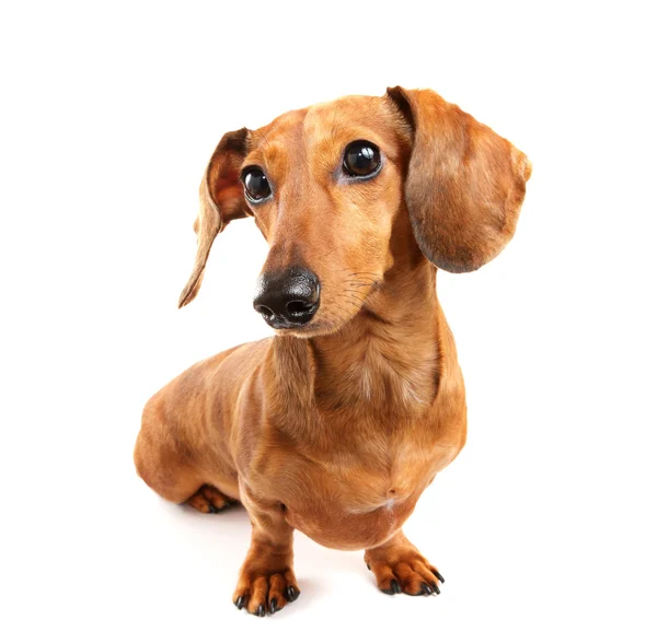 Είδος γερμανικού κυνηγετικού σκύλου σκύλος — Φωτογραφία Αρχείου