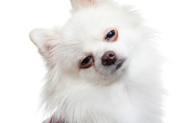졸린 흰색 pomeranian 개 — 스톡 사진