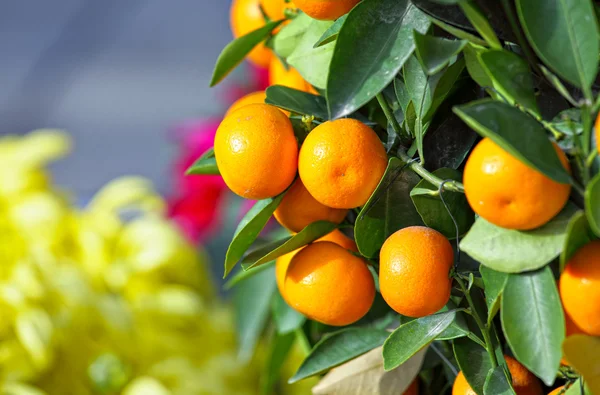 Kumquat para el nuevo año chino — Foto de Stock