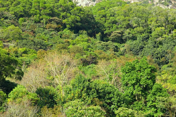 Vista da floresta — Fotografia de Stock