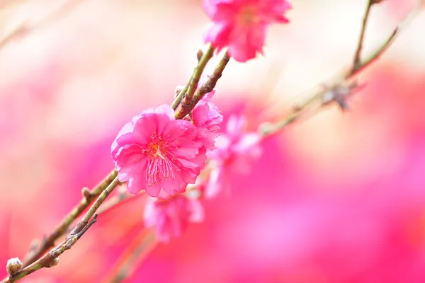 桃花、 装饰花卉为中国新的一年 — 图库照片