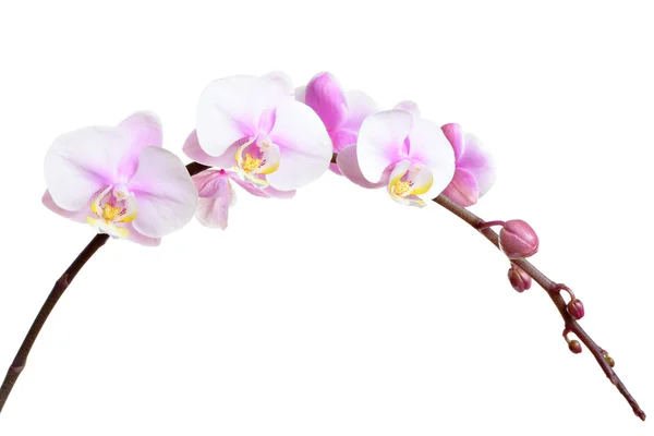 Orchidej květina — Stock fotografie