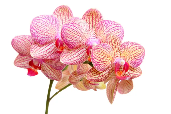 Orkidé isolerad på vit bakgrund — Stockfoto