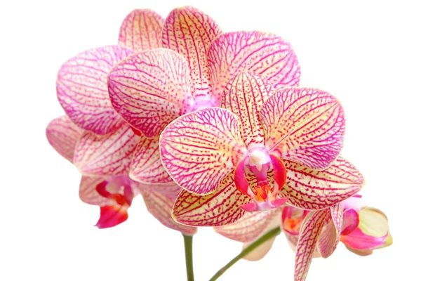 Rosa orkidé på vit bakgrund — Stockfoto
