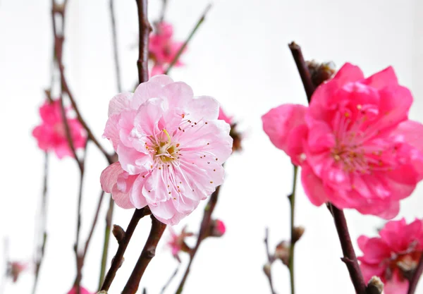 stock image Cherry blossoms for chinese new year