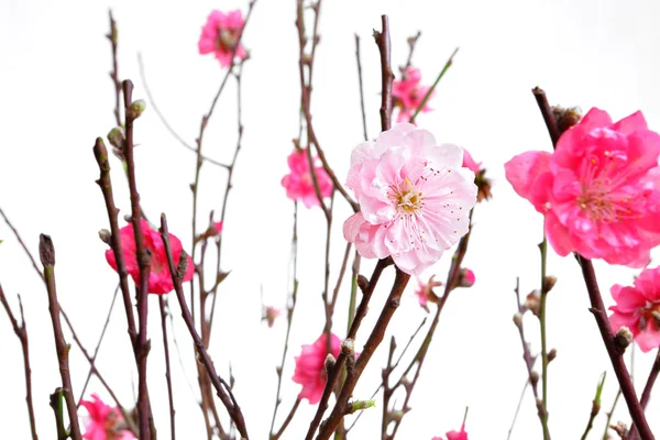 stock image Cherry blossoms for chinese new year