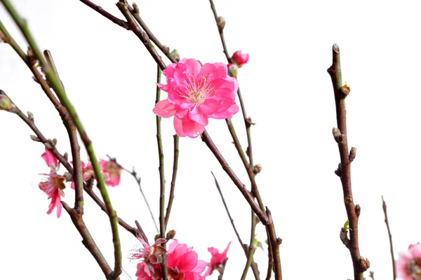 stock image Cherry blossoms for chinese new year