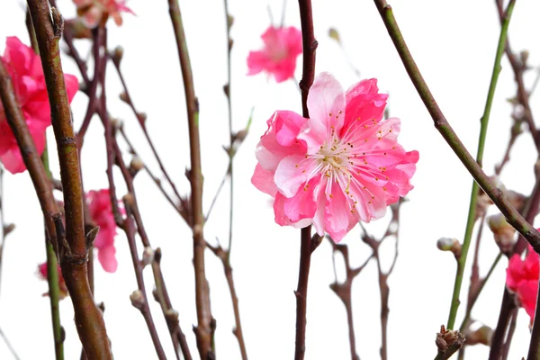 樱花为中国新的一年 — 图库照片