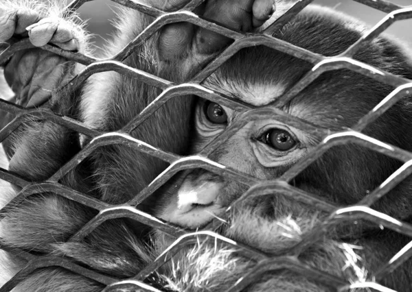 Smutny małpa w klatce — Zdjęcie stockowe