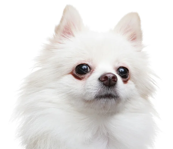 Pies biały szpic pomorskie — Zdjęcie stockowe