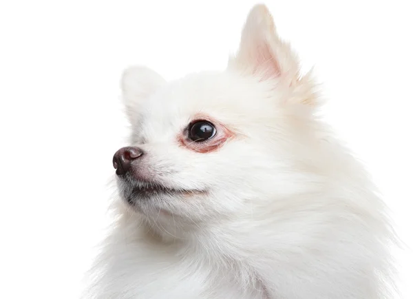 Pes bílý špic pomeranian — Stock fotografie