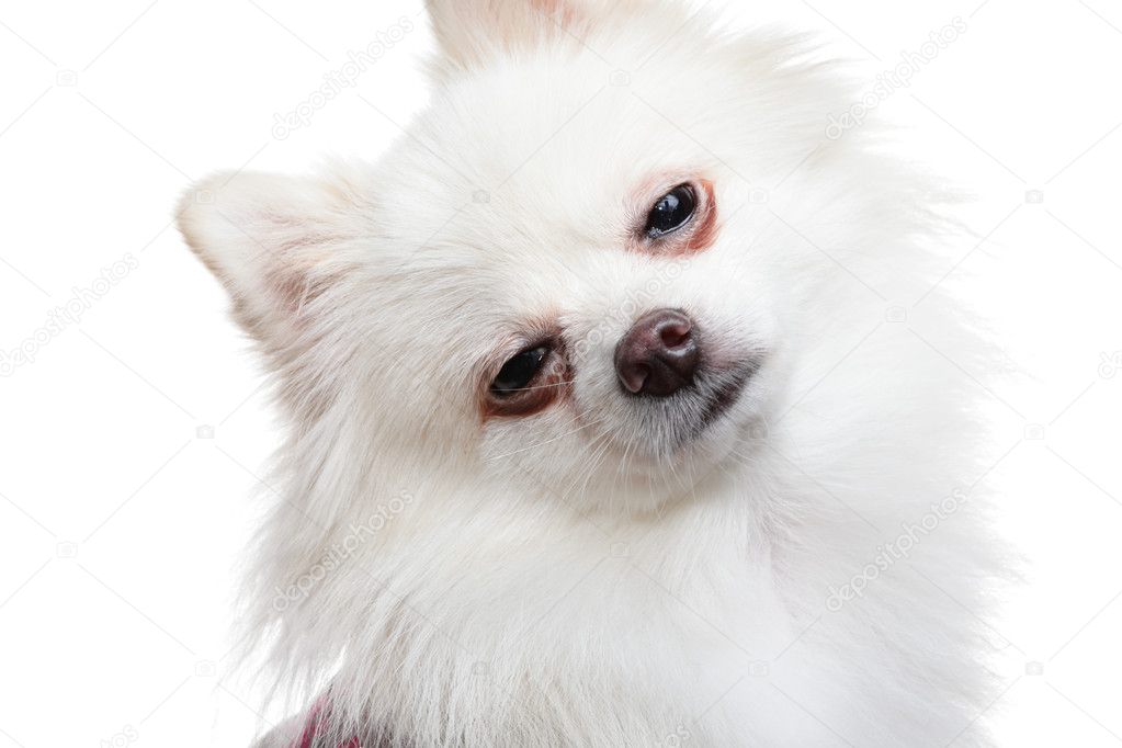 Pomeranian white hot sale colour