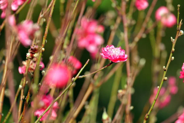 Şeftali blossom, Çin yeni yılı için çiçek dekorasyonu