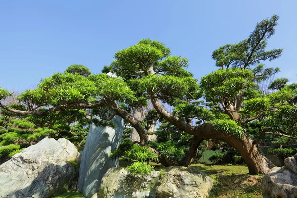 中国园林植物 — 图库照片