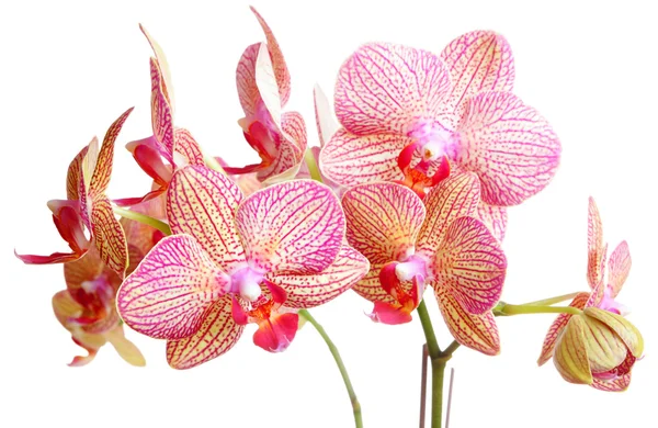 Orchid op wit — Stockfoto