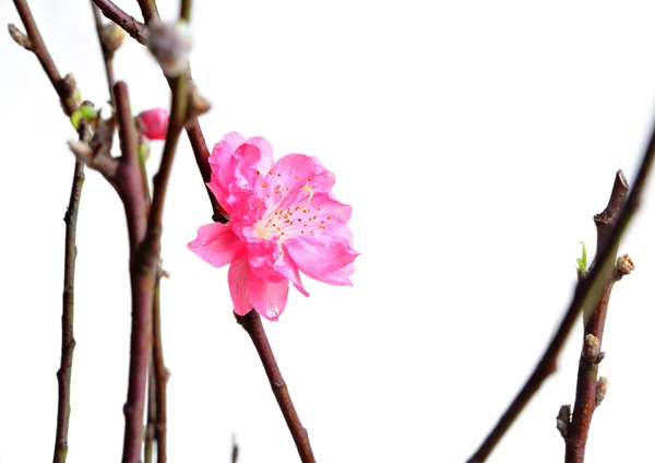 Broskvové květy pro čínský Nový rok — Stock fotografie