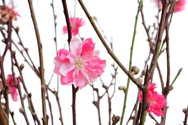 Kwiaty brzoskwini Chiński Nowy rok — Zdjęcie stockowe
