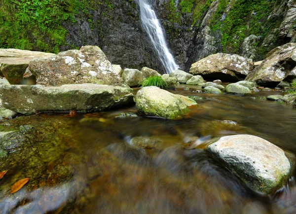 Manantial de agua en bosque — Foto de Stock