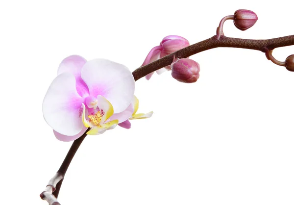 Квітка орхідеї ізольована на білому — стокове фото