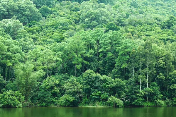 Озеро з зеленим деревом — стокове фото