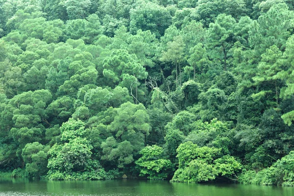 Yeşil bir ağaç göl — Stok fotoğraf