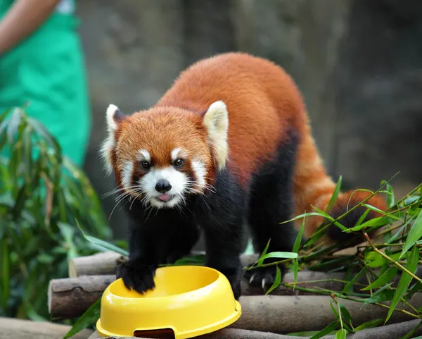 Stock image Red panda