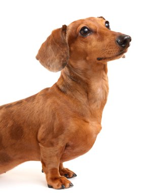 Dachshund Köpek