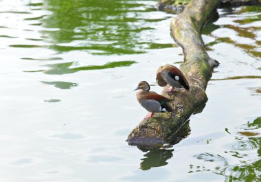 duck Pond