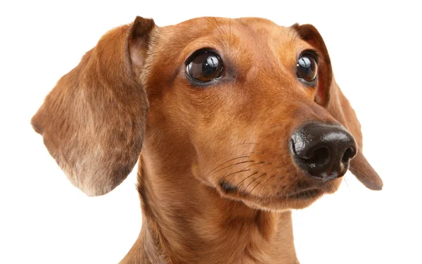 Είδος γερμανικού κυνηγετικού σκύλου σκύλος — Φωτογραφία Αρχείου