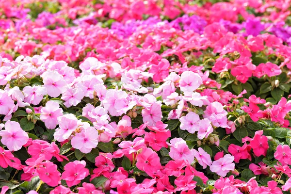 stock image Flower field