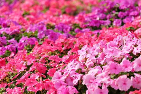Campo de flores — Foto de Stock