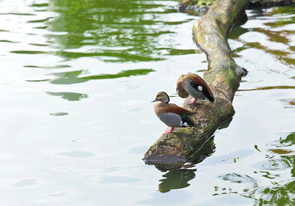 鸭在池塘里 — 图库照片