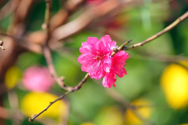 Brzoskwiniowy kwiat, kwiat, Chiński Nowy rok — Zdjęcie stockowe