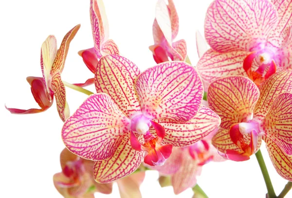 Orchid op wit — Stockfoto