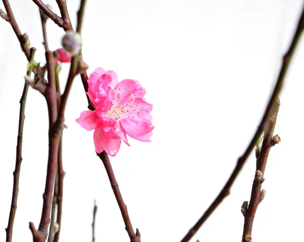 Flores de pêssego de Ano Novo chinês — Fotografia de Stock