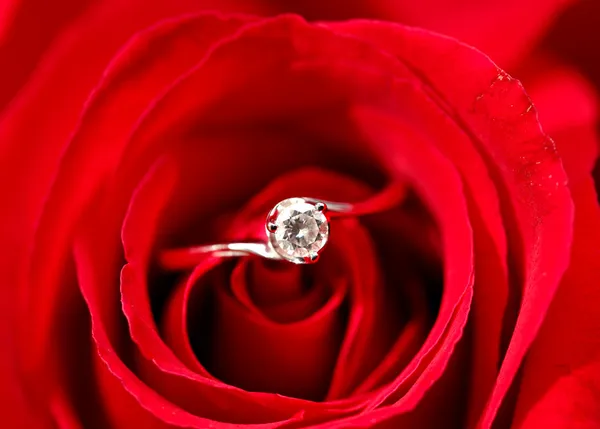 Роза с кольцом — стоковое фото