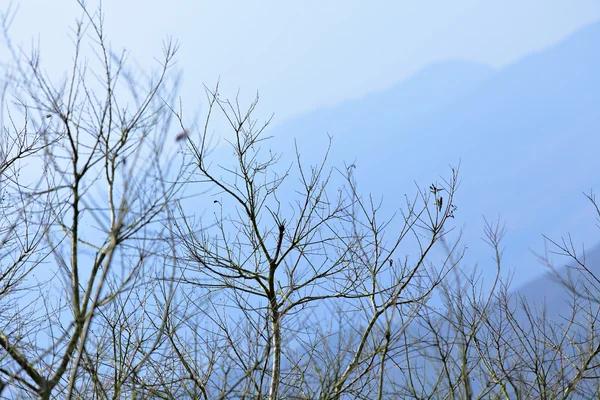 stock image Tree and mountain in winter blue