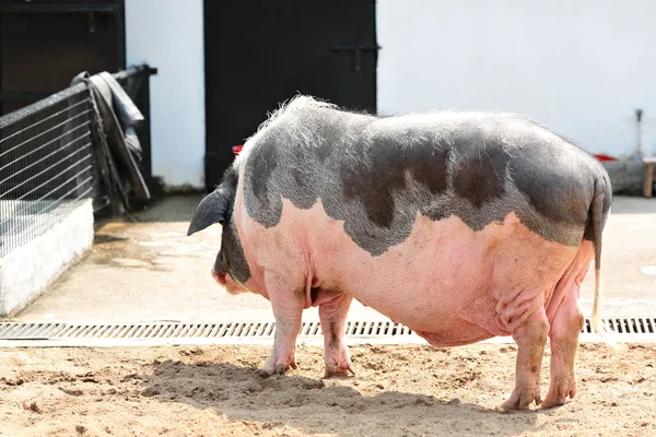 El cerdo —  Fotos de Stock