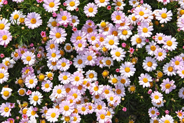 Blomsterfält — Stockfoto