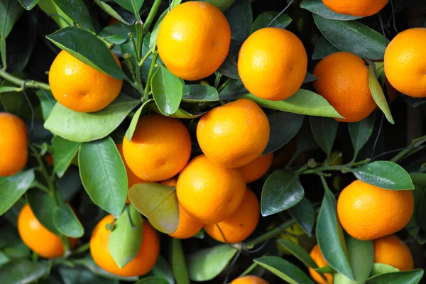 El kumquat chino para el nuevo año chino — Foto de Stock