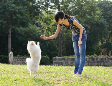 Woman train her dog clipart