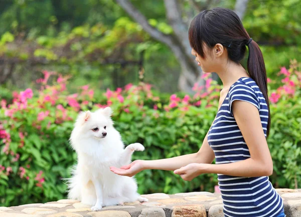Woman training her dog — Stock Photo, Image