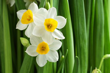 Narcissus flower clipart