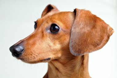 Dachshund Köpek