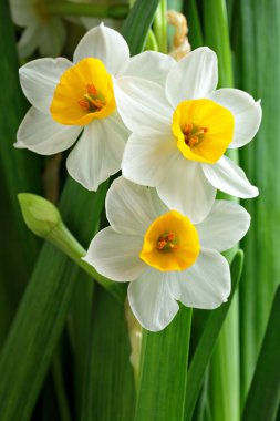 Narcissus flowers clipart