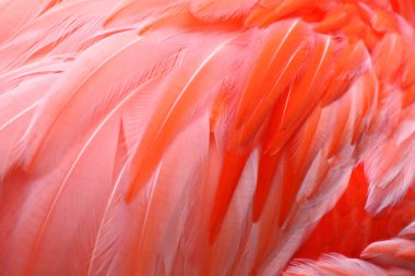 Flamingo Feathers clipart