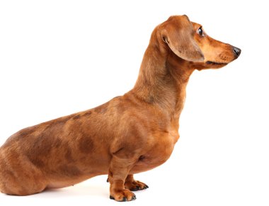 Dachshund Köpek