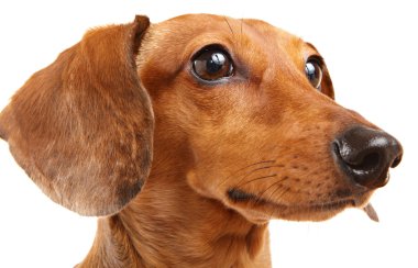 Beyaz arka plan üzerinde izole dachshund köpek